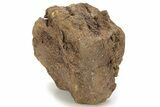 Bargain, Hadrosaur (Edmontosaurus) Vertebra - Wyoming #229731-1